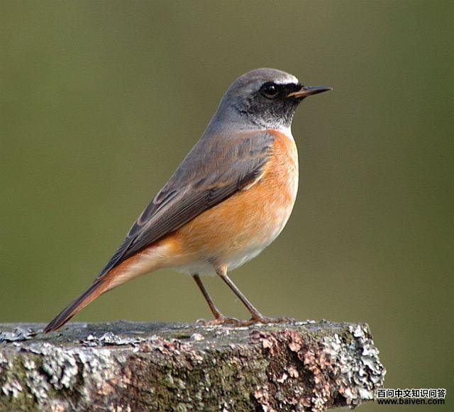 ŷ�Ǻ�β𶣺����Ƿ�ֳ��