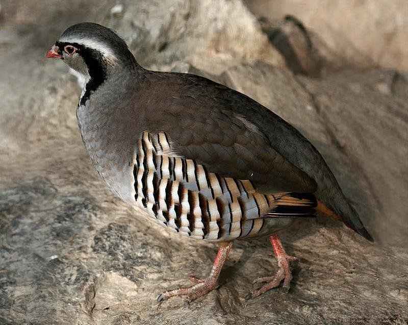 欧石鸡 欧石鸡的图片