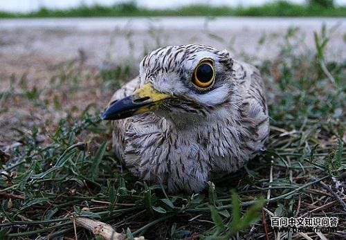 ŷʯ�a�������½�