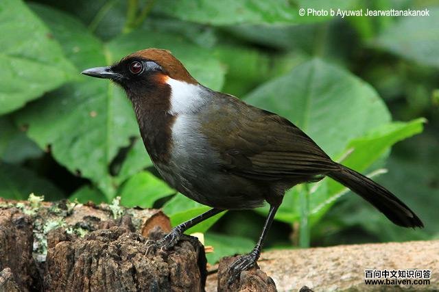 �׾����̵�ͼƬ