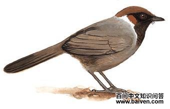 �׾�����