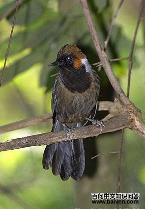 �׾�����