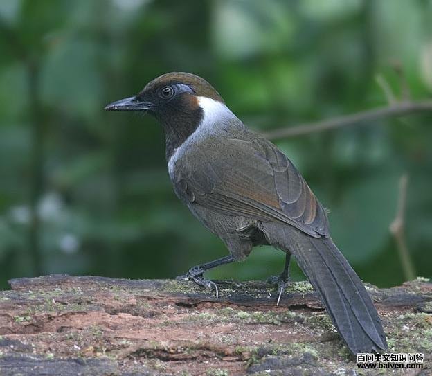 �׾�����