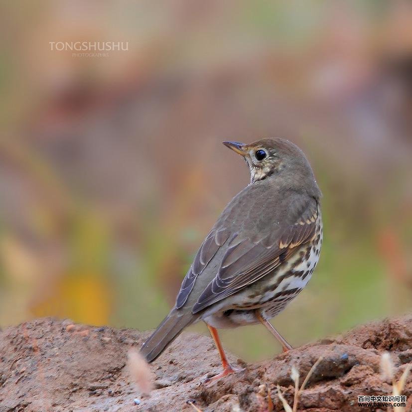 ŷ��𴣺���屳������Ӱͯ����