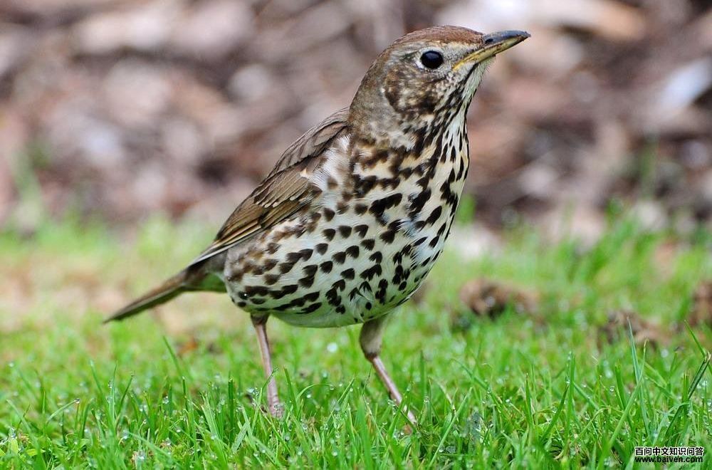 ŷ��𴣬����������