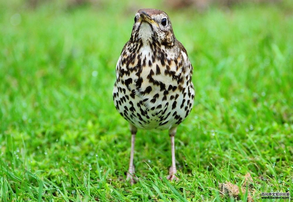 ŷ��𴣬����������