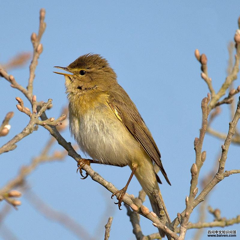 欧柳莺 欧柳莺的图片