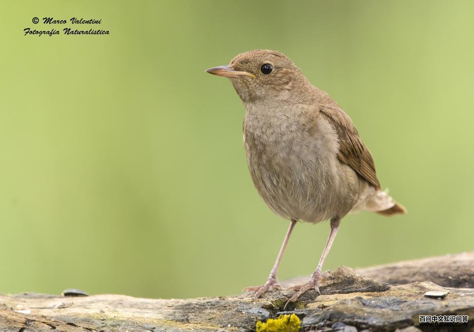 欧歌鸲 欧歌鸲的图片