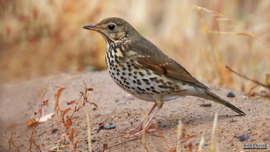 欧歌鸫 欧歌鸫的图片