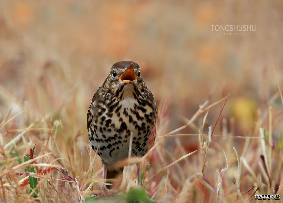 ŷ��𴣺�������ز�����Ӱͯ����