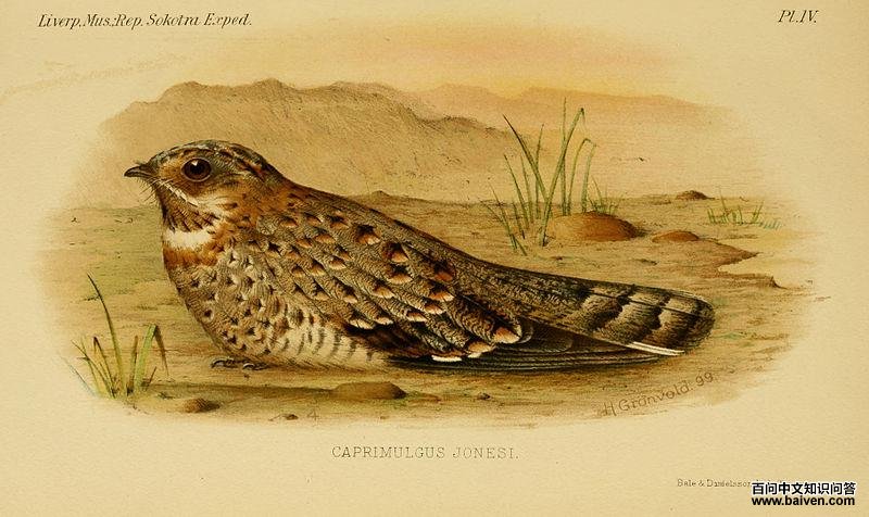 努比亚夜鹰 努比亚夜鹰的图片