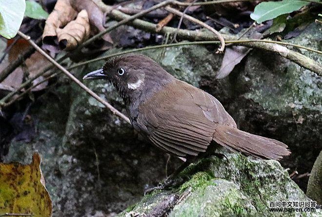 Ū������