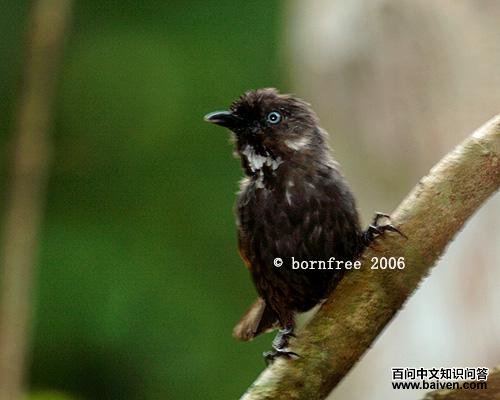 Ū�����̵�ͼƬ