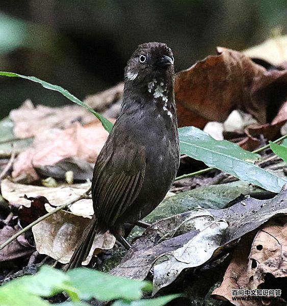 Ū������