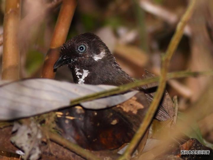 Ū������