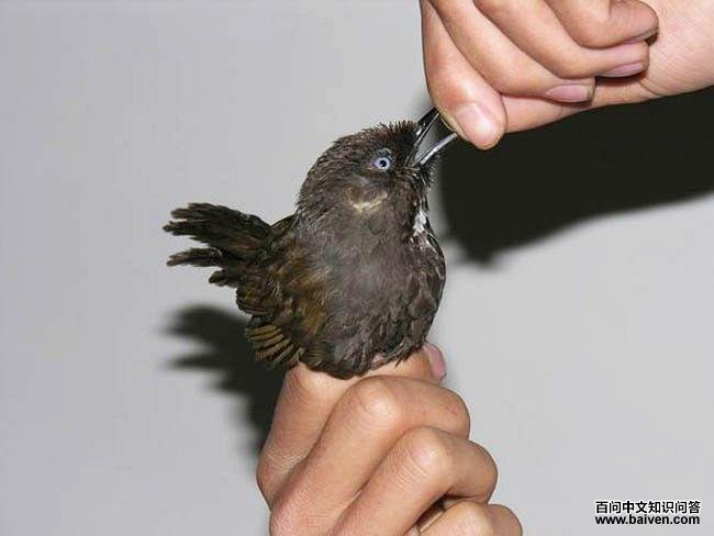 Ū�����̣����������ڹ���Ū��