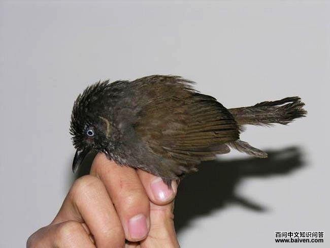 Ū�����̣����������ڹ���Ū��