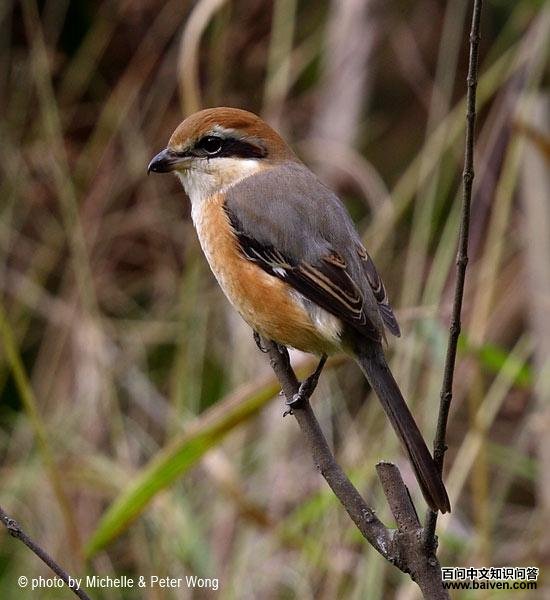 ţͷ���͵�ͼƬ