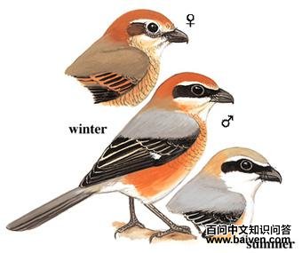 ţͷ���ͣ���̬����ͼ