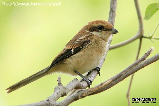 ţͷ���ͣ�����