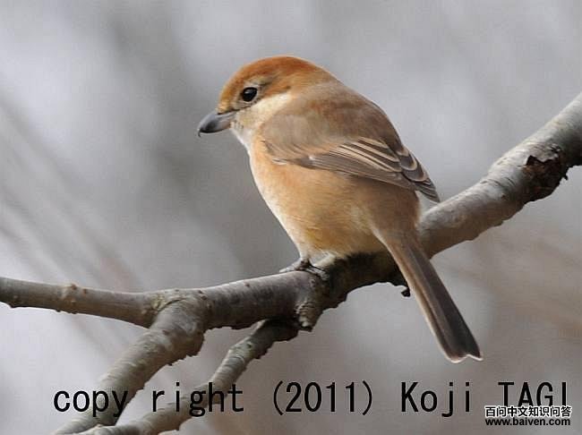 ţͷ���ͣ�����