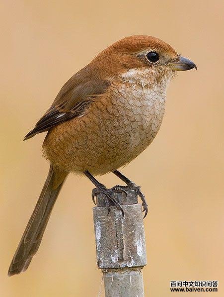 ţͷ���ͣ���һ������������ۣ�