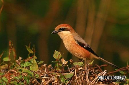 ţͷ���ͣ�����