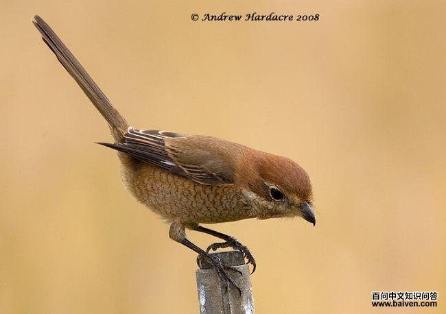 ţͷ���ͣ���һ������������ۣ�