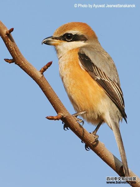 ţͷ���ͣ�����