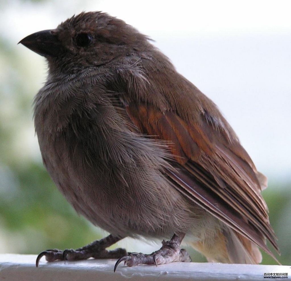 ţȸ����ͼƬ