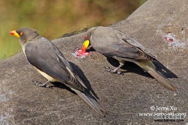 ����ţ���������ʳ�������ϵ�Ѫ