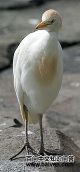 ����ţ����