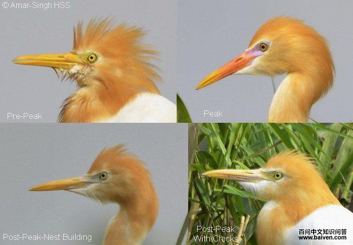 ţ���ط�ֳ�𣺲�ͬʱ��ε���ɫ�仯