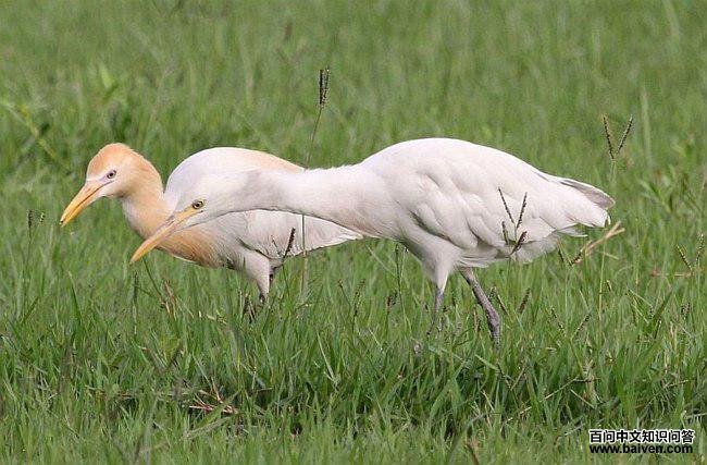 ţ���أ���ֳ���󣩺ͷǷ�ֳ���ң��ĶԱ�