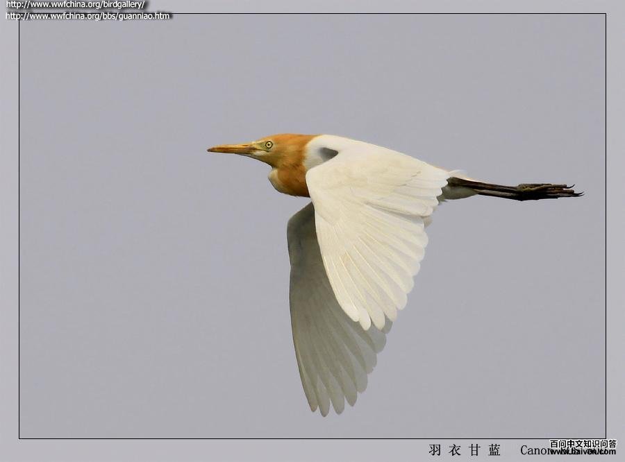 ţ���ط�ֳ�����ͼ