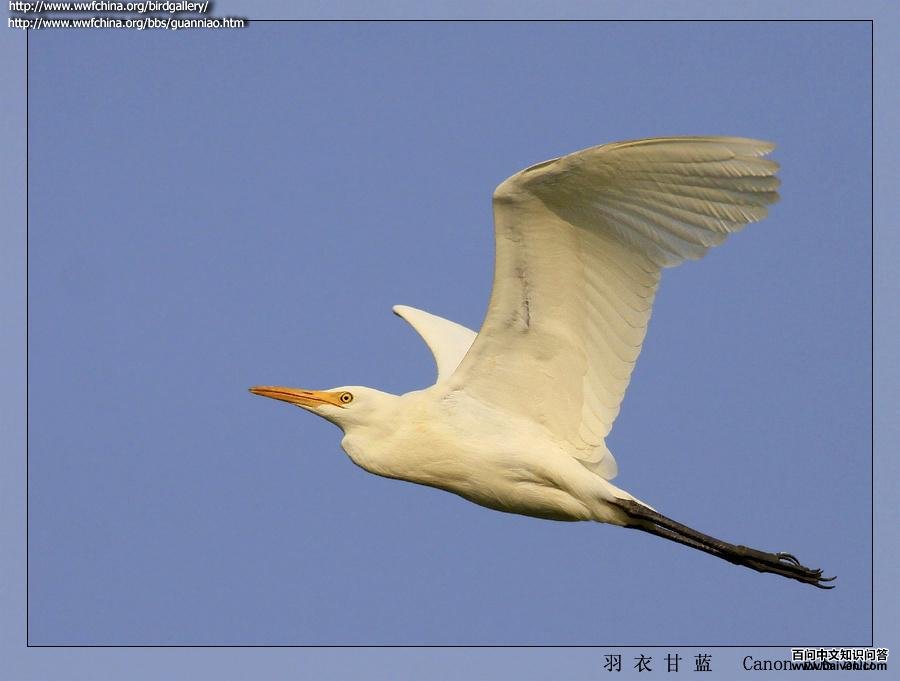 ţ���طǷ�ֳ�����ͼ