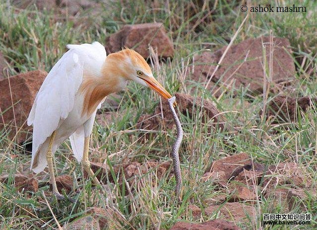 ţ���أ��Ż�ɫ