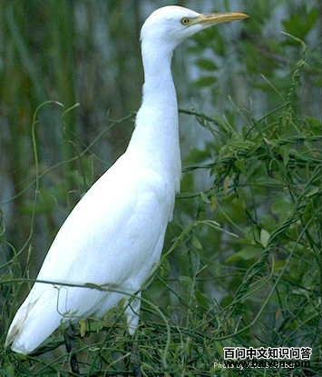 ţ���طǷ�ֳ�𣬾��϶̶��֣�ͷԲ��