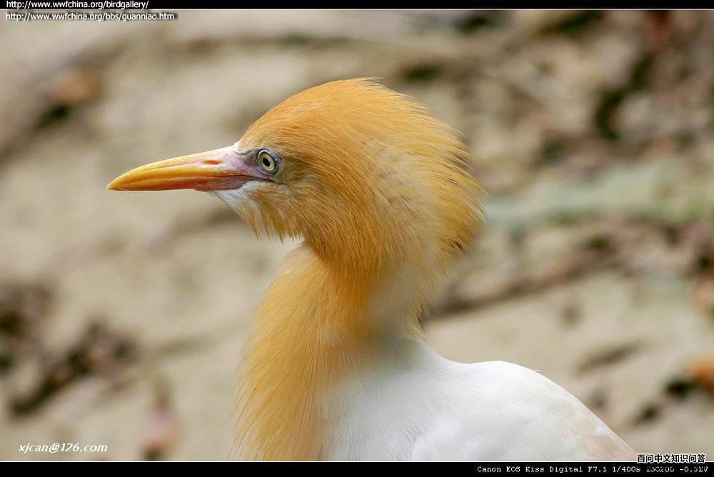 ţ���أ���ֳ��ͷ����д