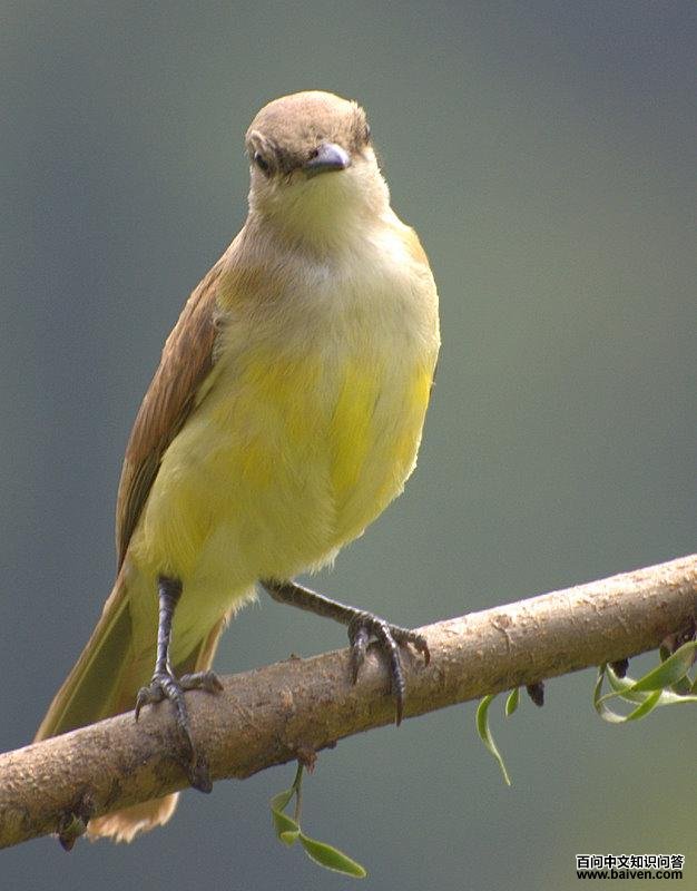 ţ���l��ͼƬ