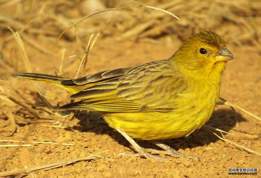 ����ȸ�c��ͼƬ