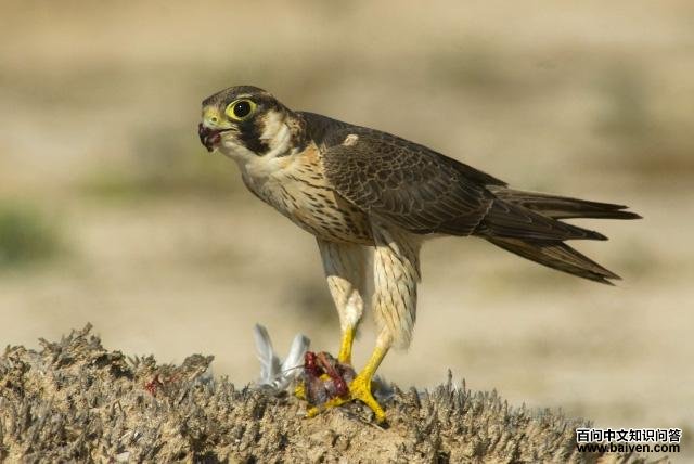 拟游隼 拟游隼的图片