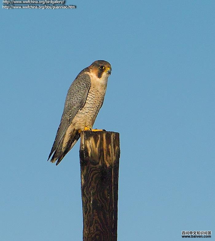 �������������½�