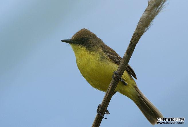 拟莺多拉霸鹟 拟莺多拉霸鹟的图片