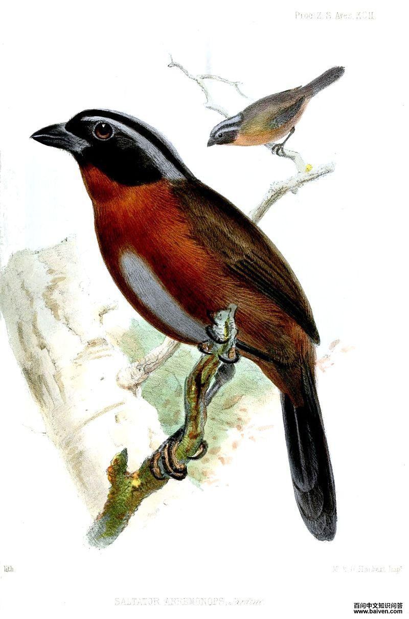 ������ȸ��ͼƬ