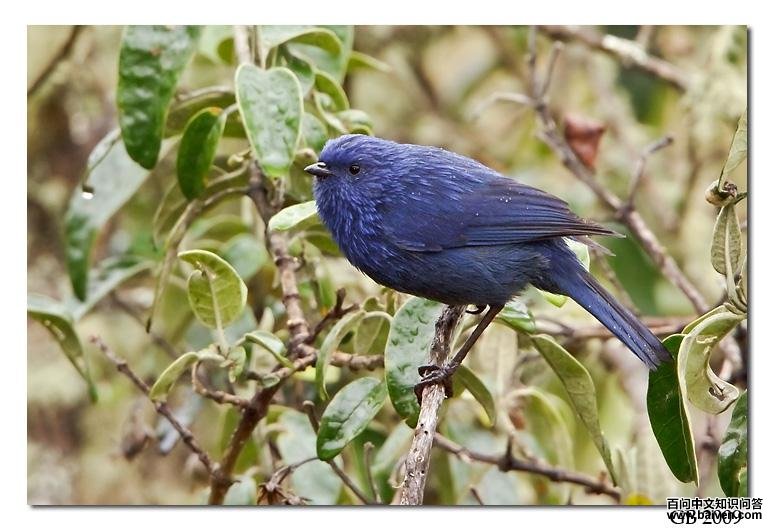 拟山雀锥嘴雀 拟山雀锥嘴雀的图片