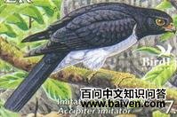 ��ȸӥ��ͼƬ