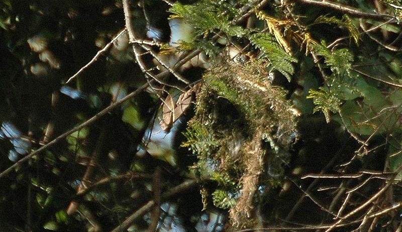 ����ȸ��ͼƬ