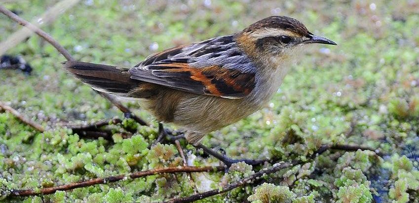 拟鹩针尾雀 拟鹩针尾雀的图片