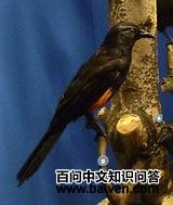 �츹���Ӹ���